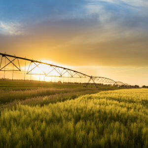 Irrigation system on wheels on wheat field at sunset in spring. Agricultural technologies
