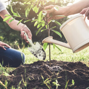 Young couple planting the tree while Watering a tree working in the garden as save world concept, nature, environment and ecology.
